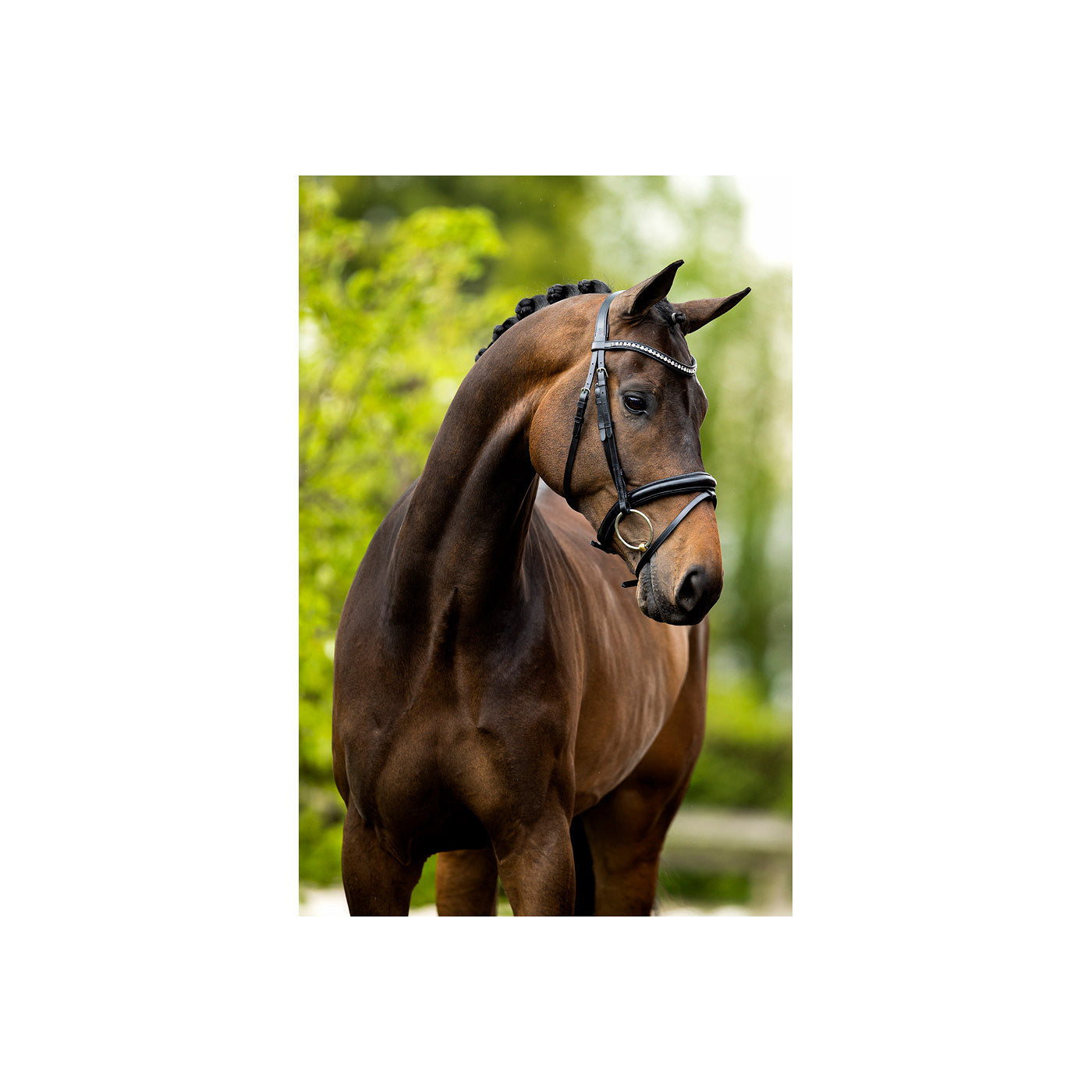 BR Bridle Cambridge