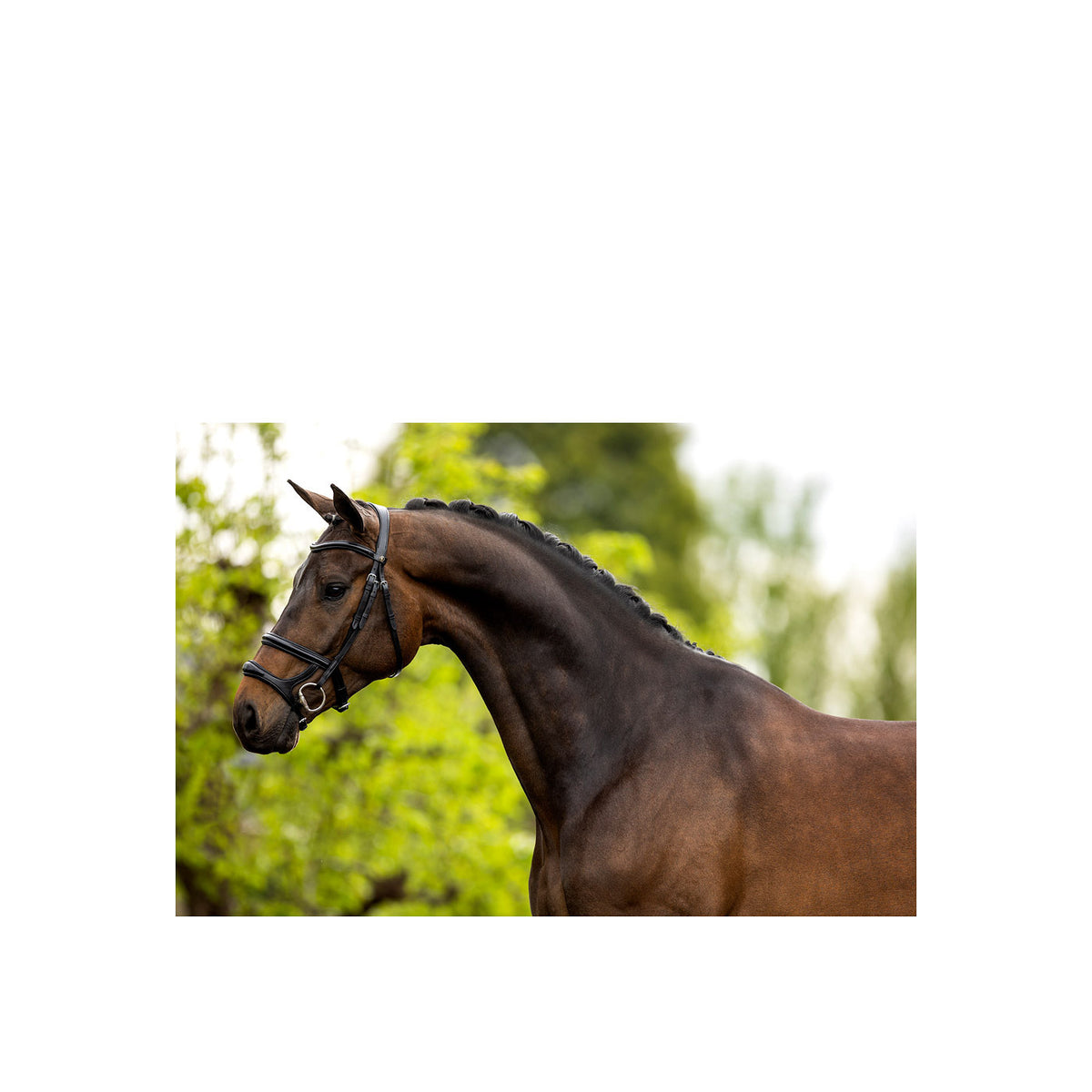 BR Bridle Bath