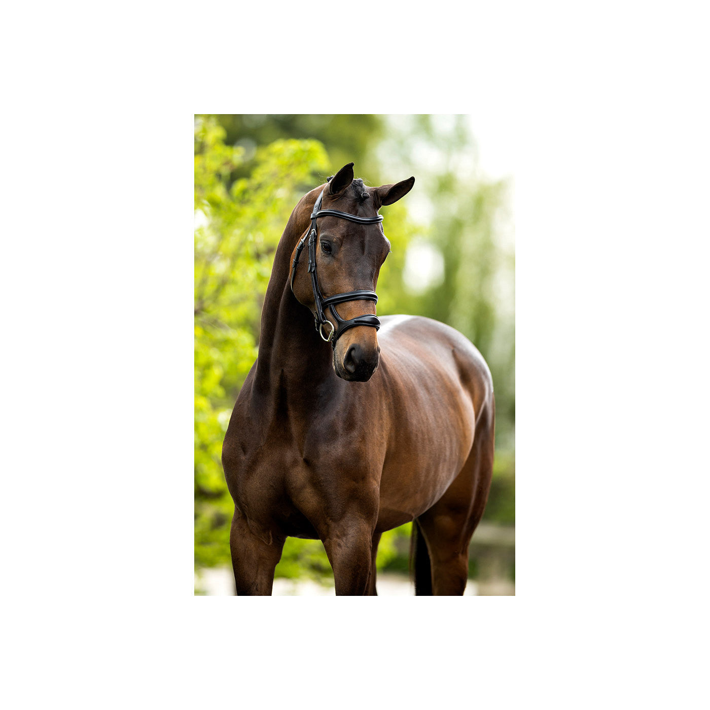 BR Bridle Bath