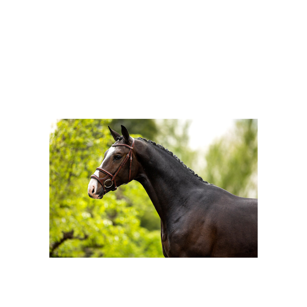 BR Bridle Bath