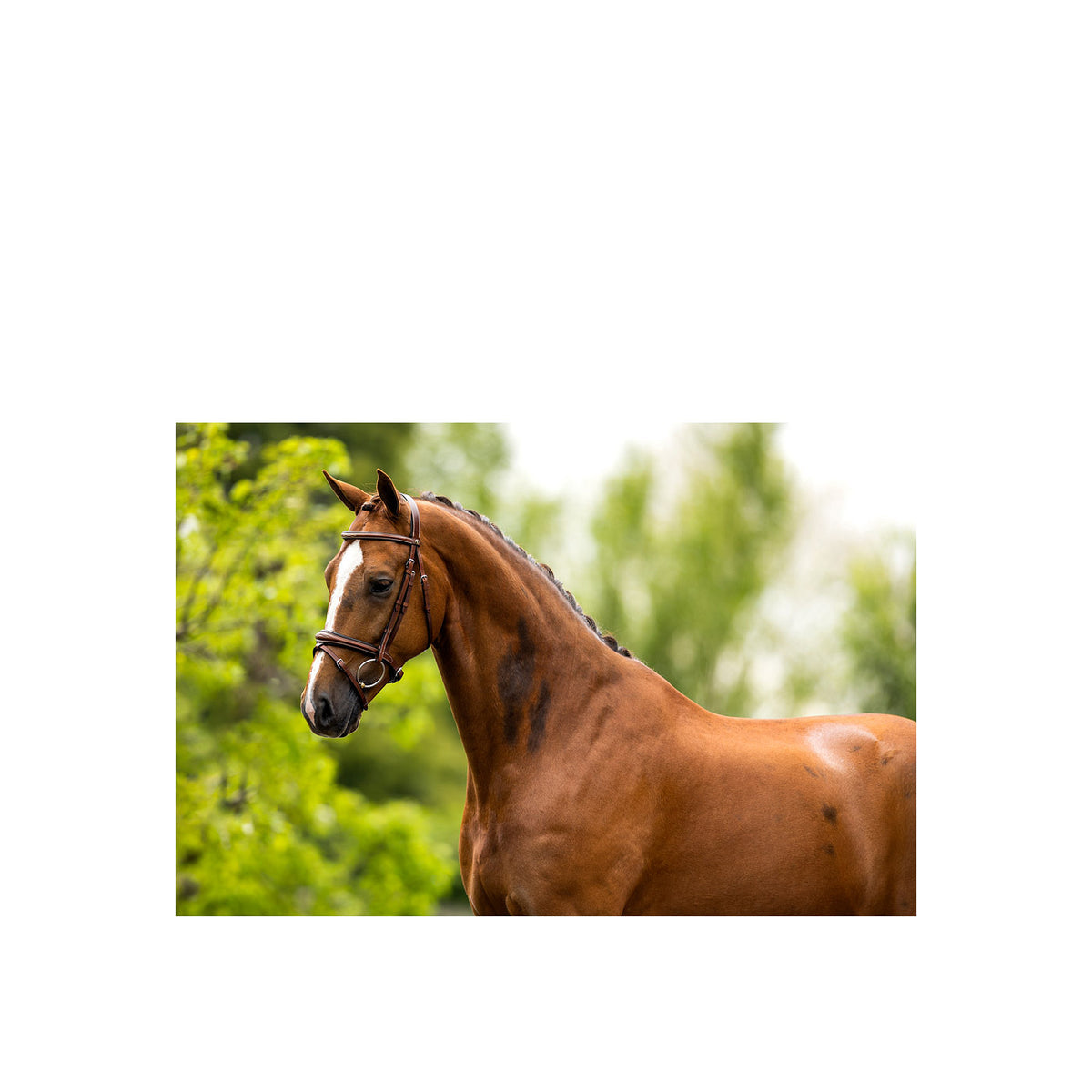 BR Bridle Cheltenham
