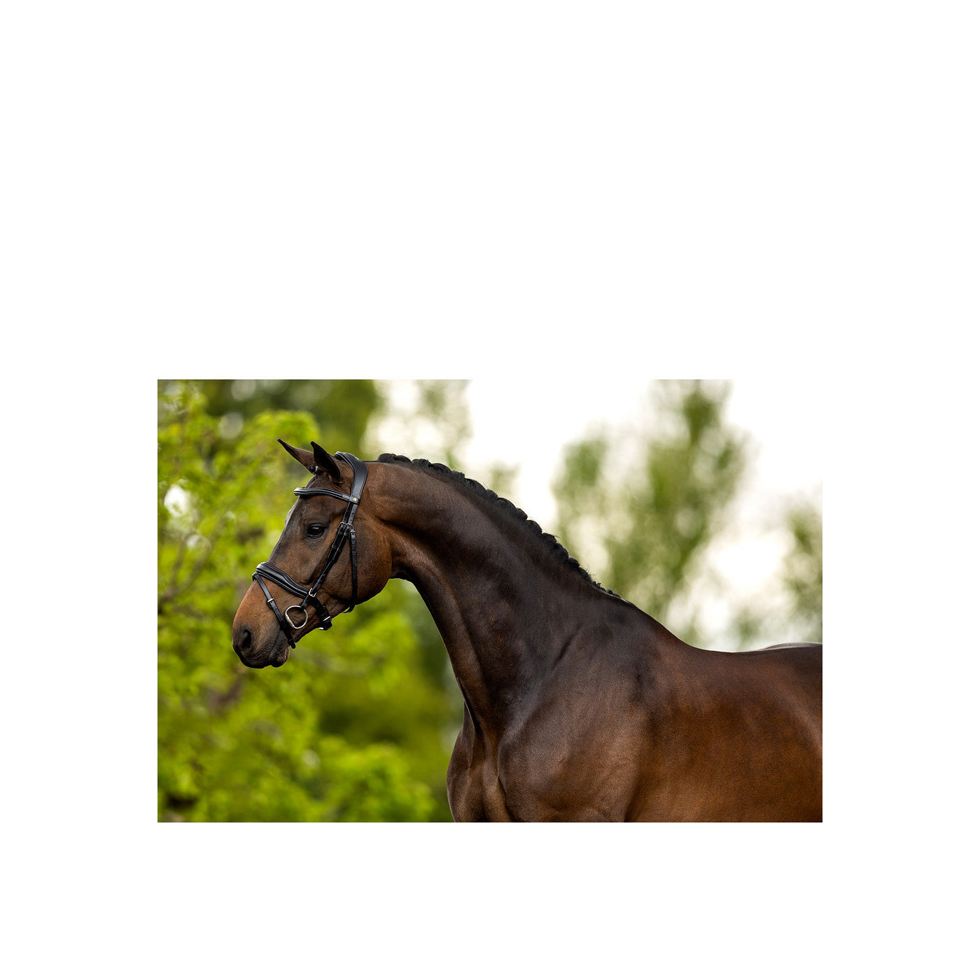 BR Bridle Luton