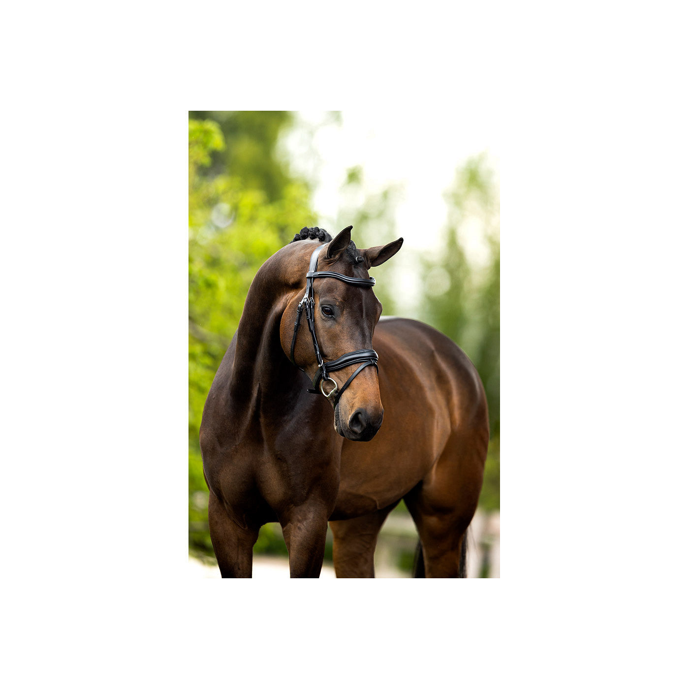 BR Bridle Luton