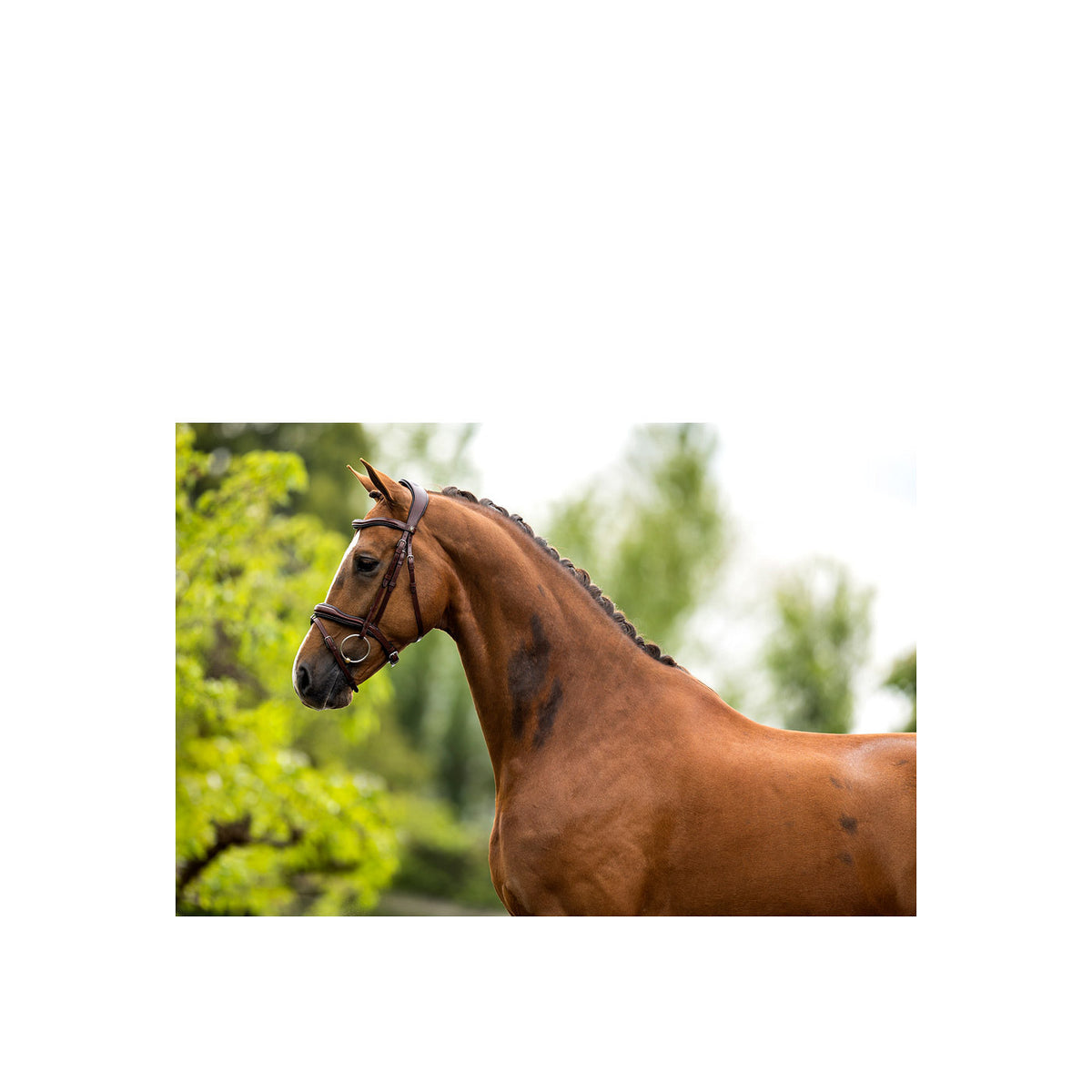 BR Bridle Luton