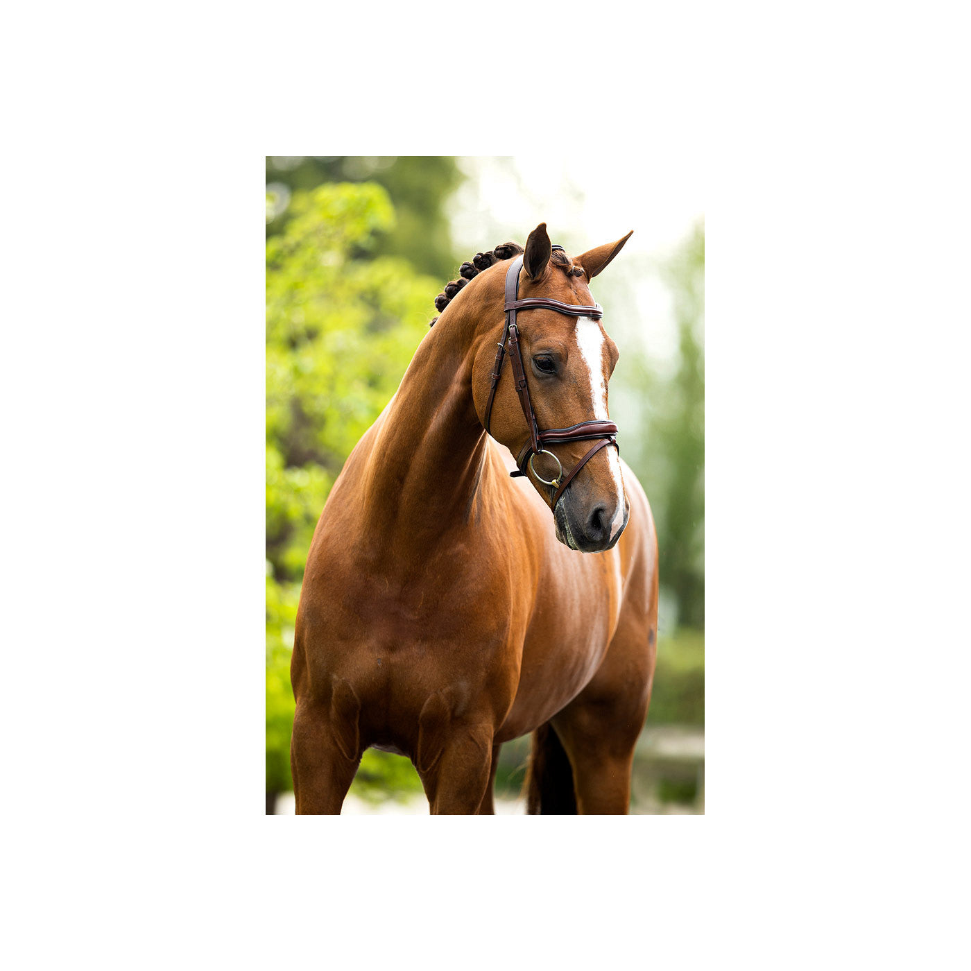 BR Bridle Luton