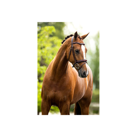 BR Bridle Luton
