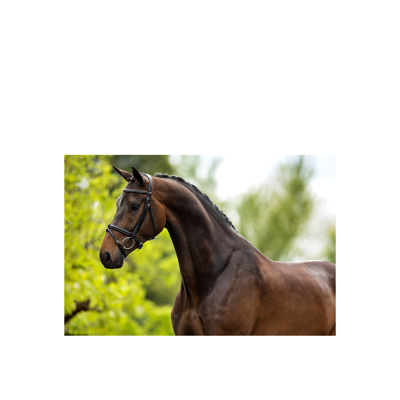 Bridle BR Kendal