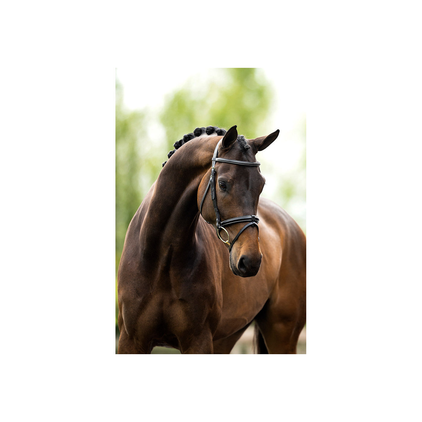 Bridle BR Kendal