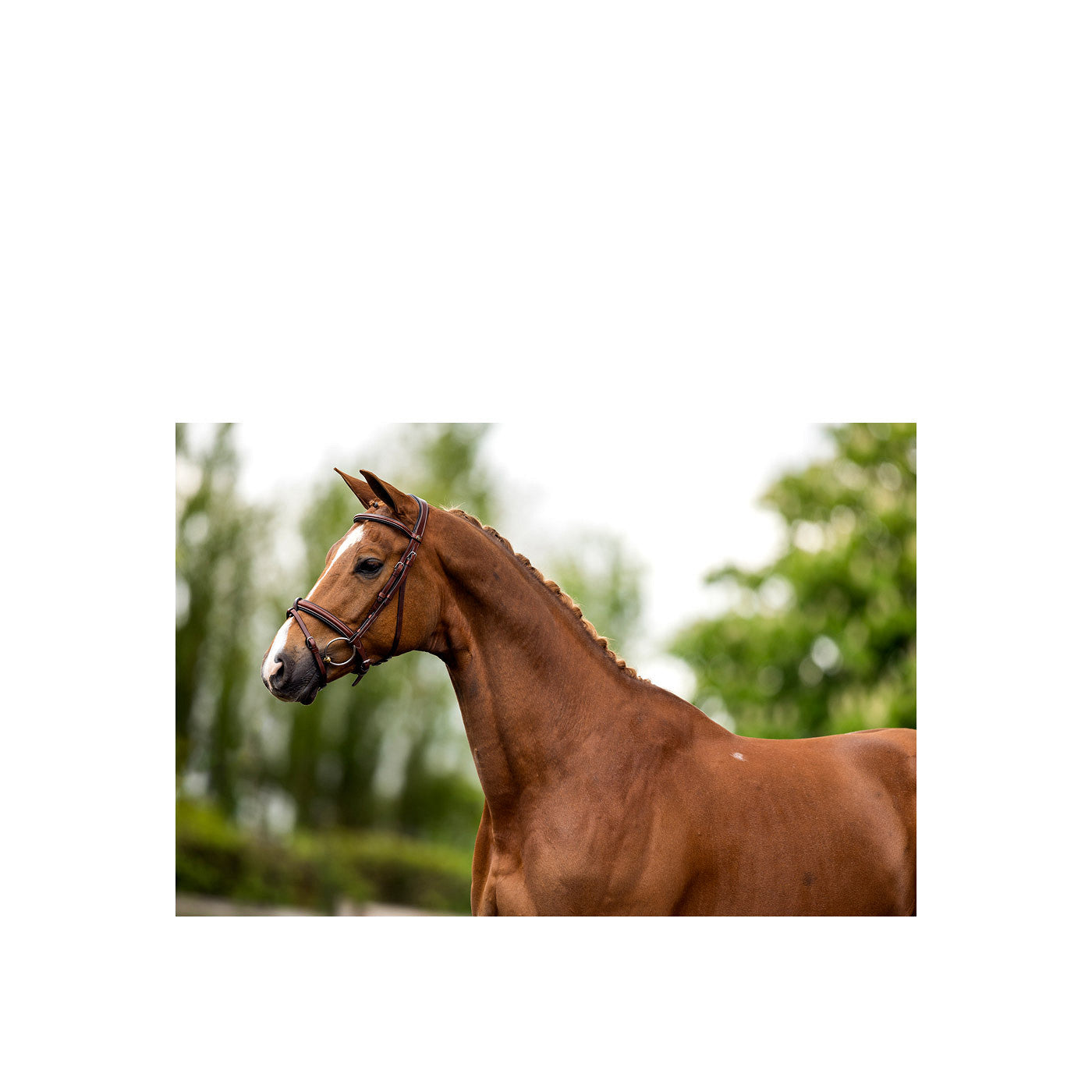 Bridle BR Kendal