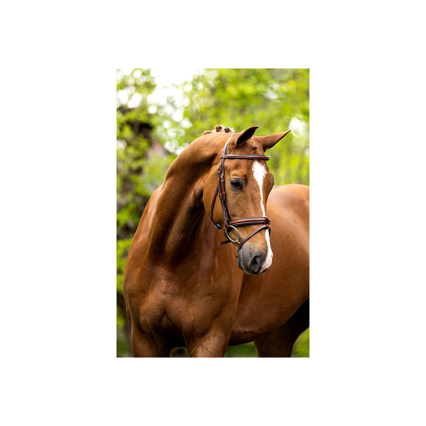 Bridle BR Kendal