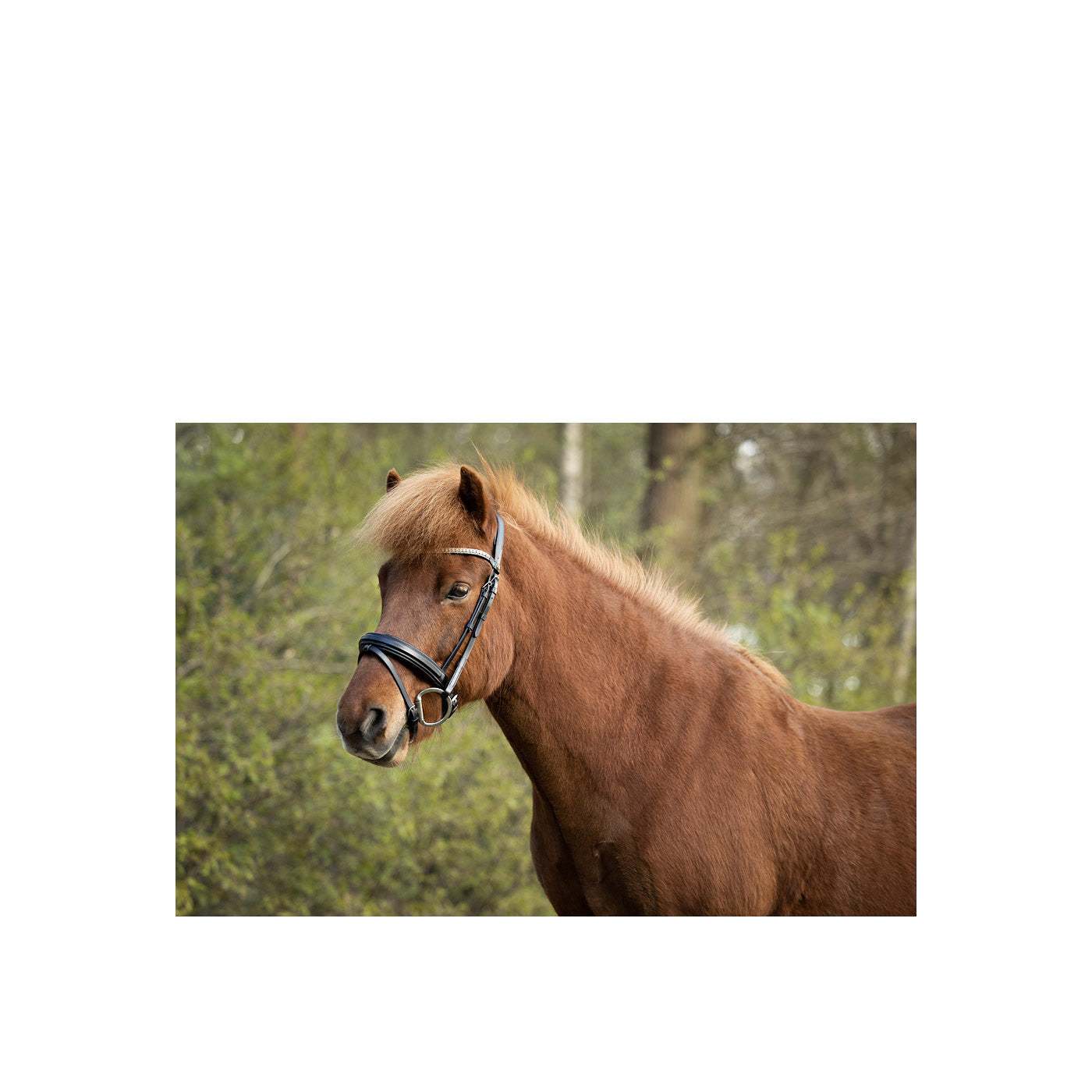 BR Islandic Bridle Barnet