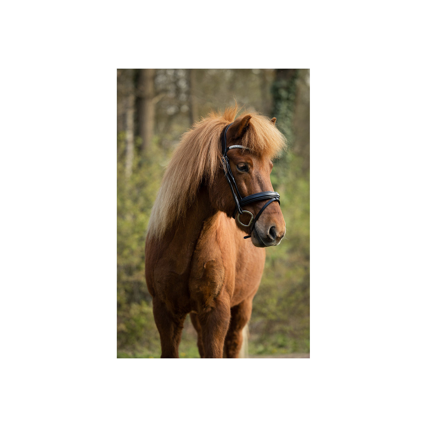 BR Islandic Bridle Barnet