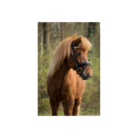 BR Islandic Bridle Barnet