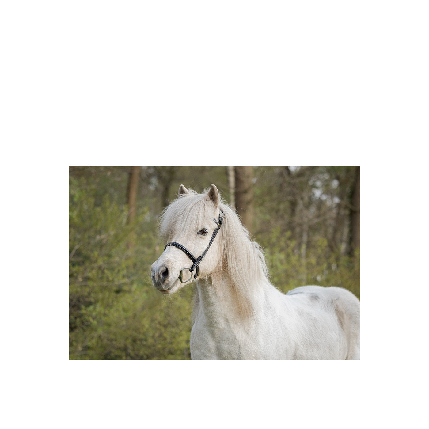 BR Islandic Bridle Bourne