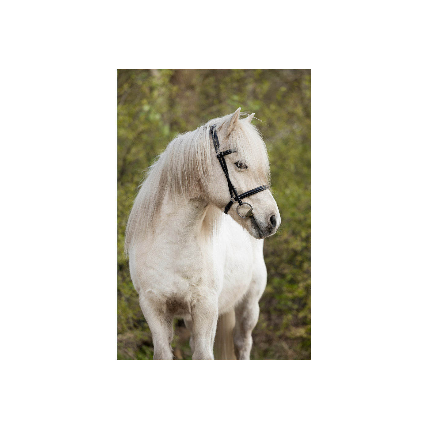 BR Islandic Bridle Bourne