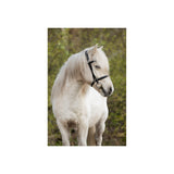 BR Islandic Bridle Bourne