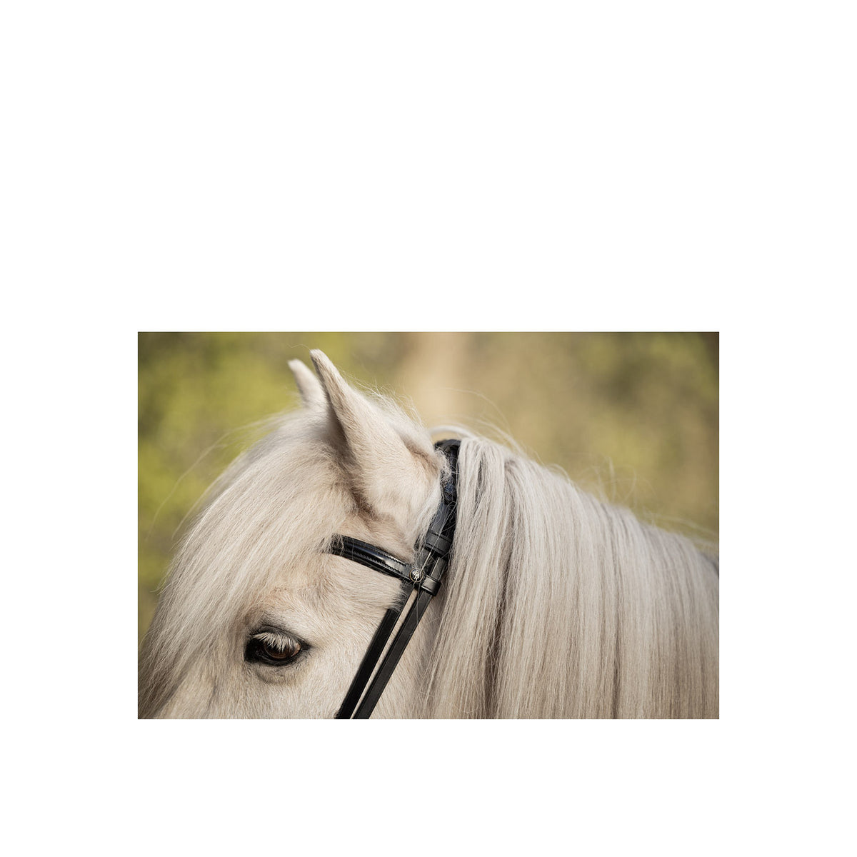 BR Islandic Bridle Bourne