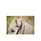 BR Islandic Bridle Bourne