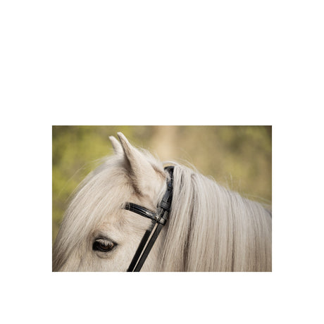 BR Islandic Bridle Bourne