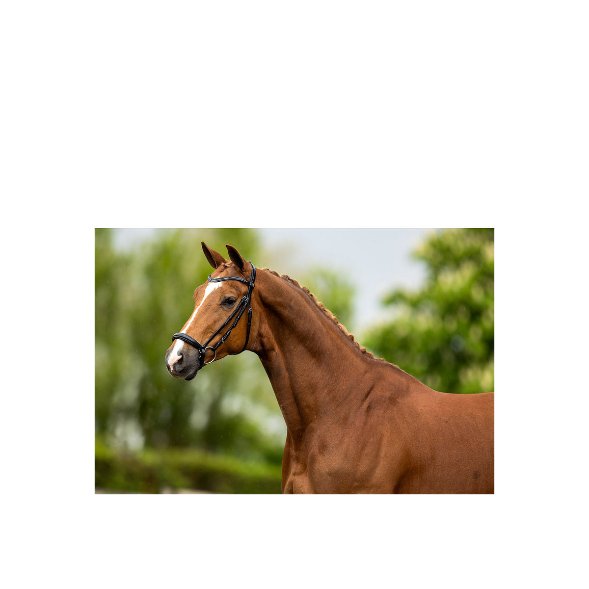 BR Bridle Hereford