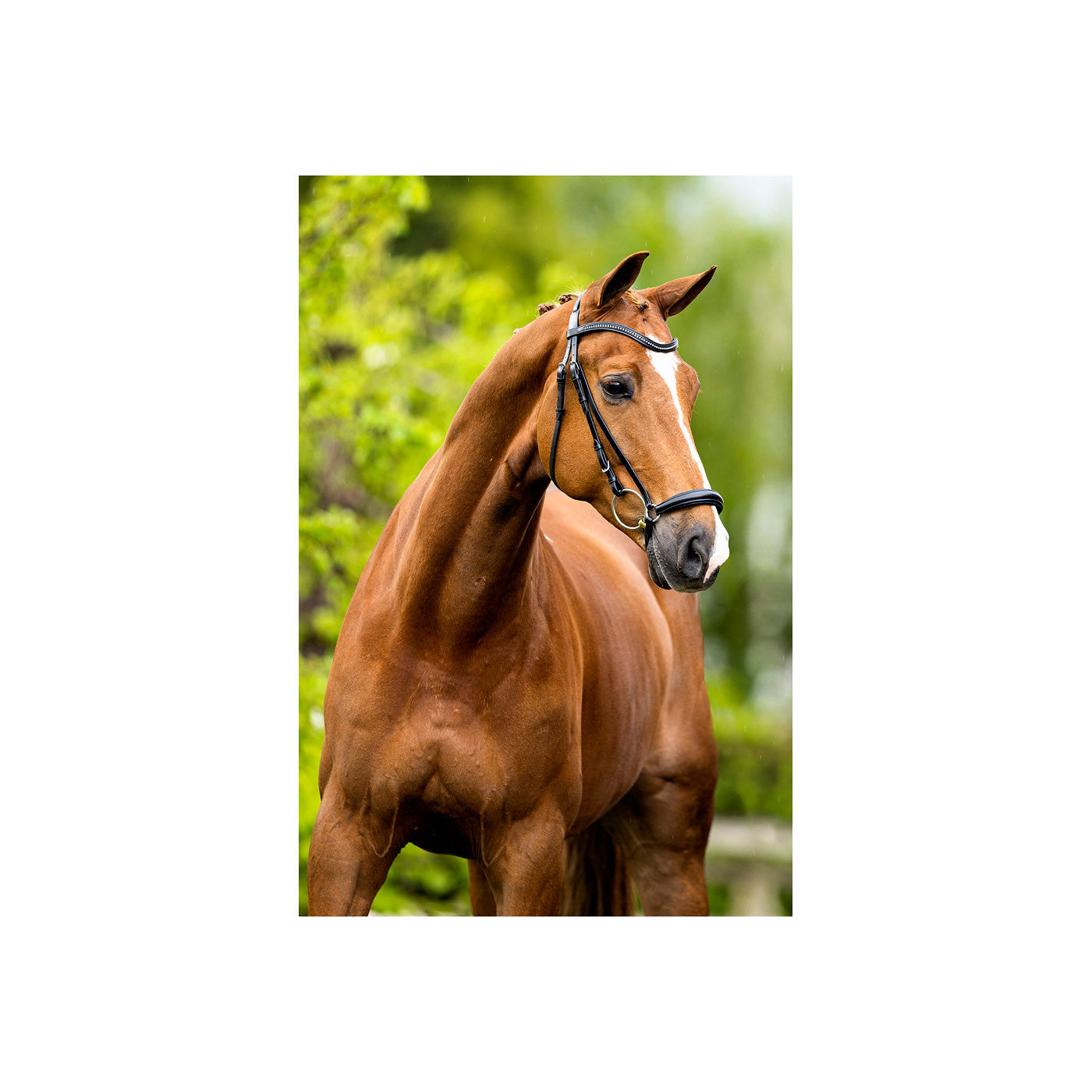 BR Bridle Hereford