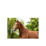 BR Bridle Thurnham training noseband