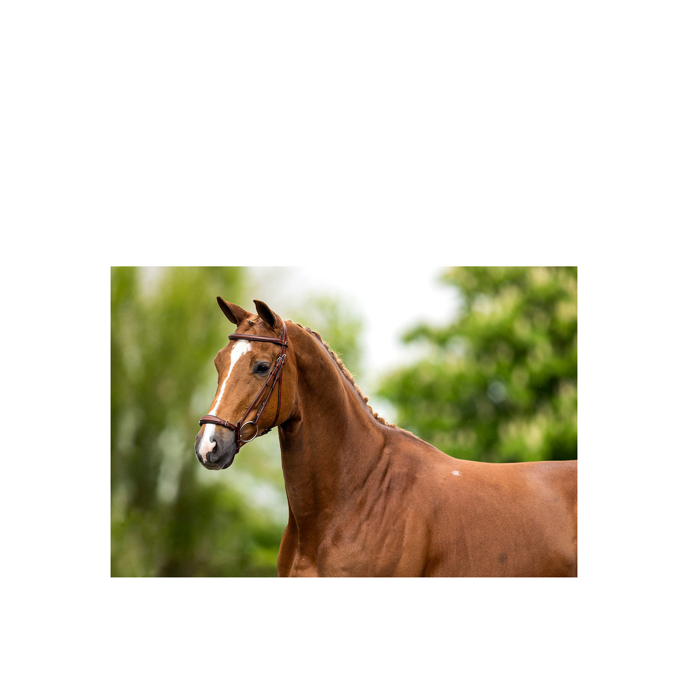 BR Bridle Thurnham training noseband