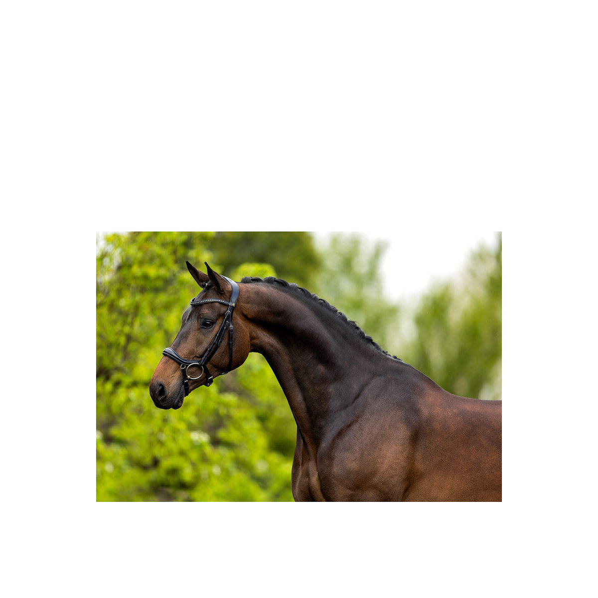 BR Bridle Stanley