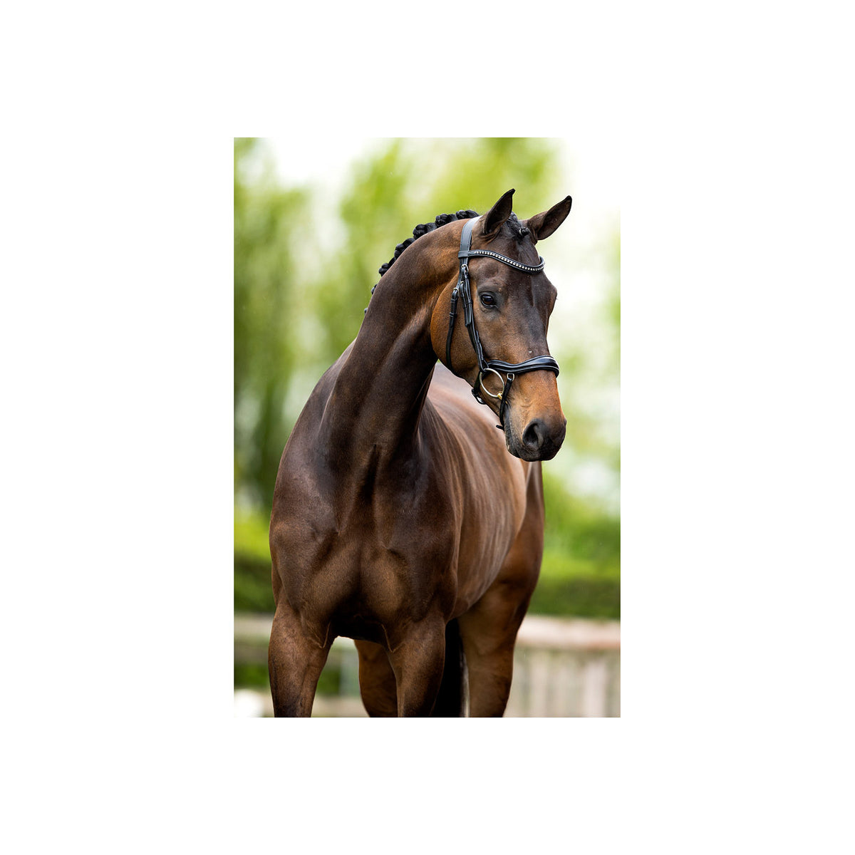 BR Bridle Stanley