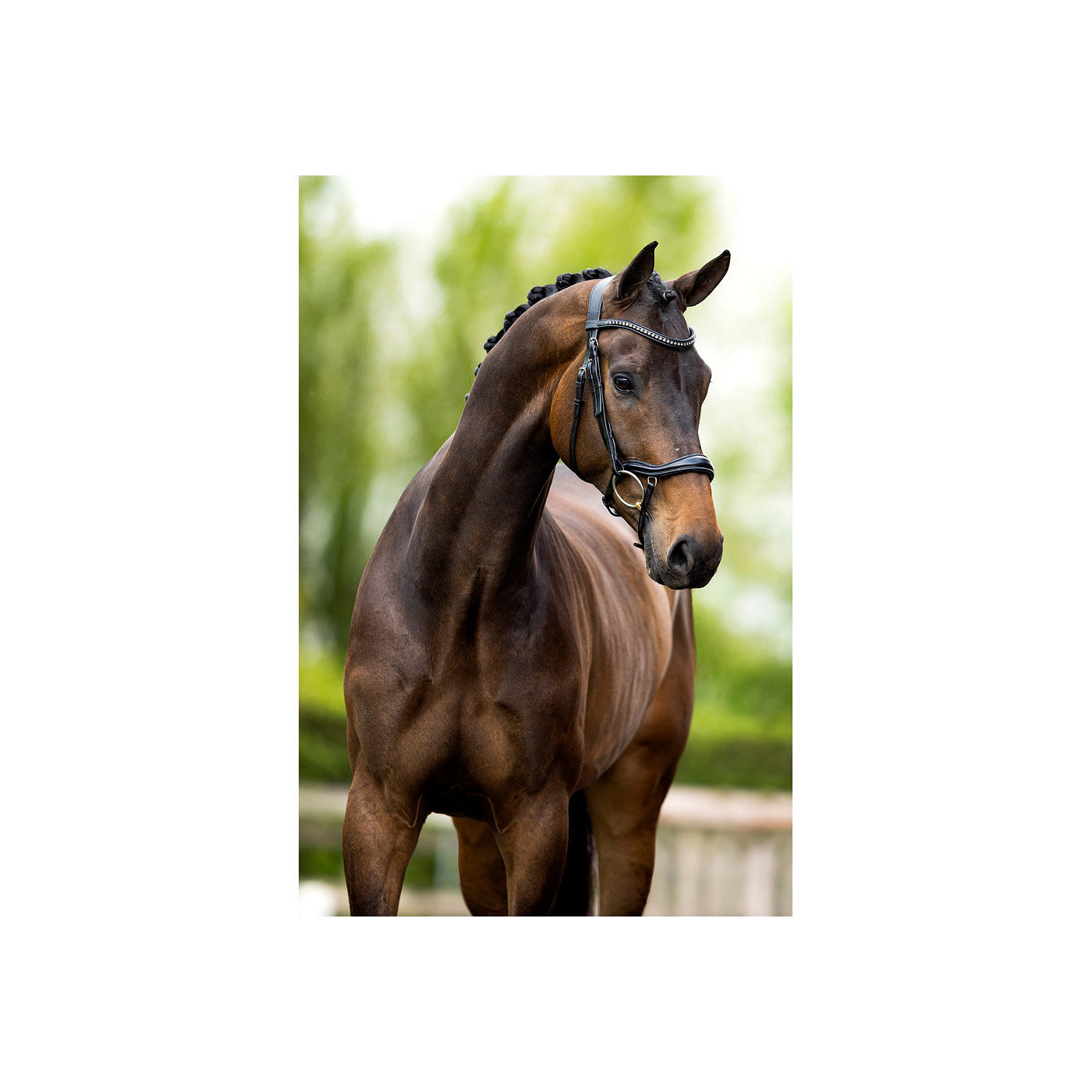 BR Bridle Stanley