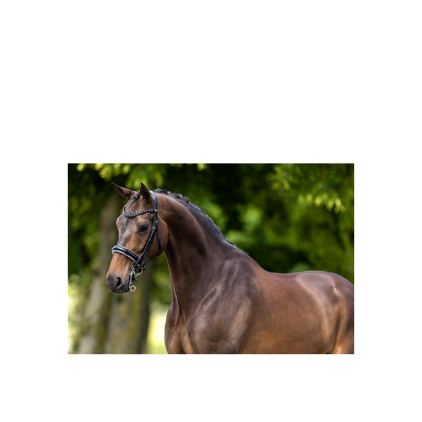 BR Weymouth Bridle Wendover