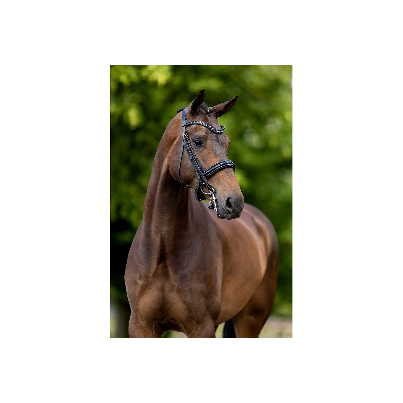 BR Weymouth Bridle Wendover