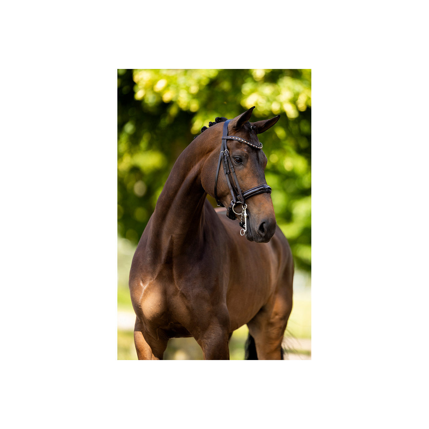 BR Weymouth Bridle Wendover