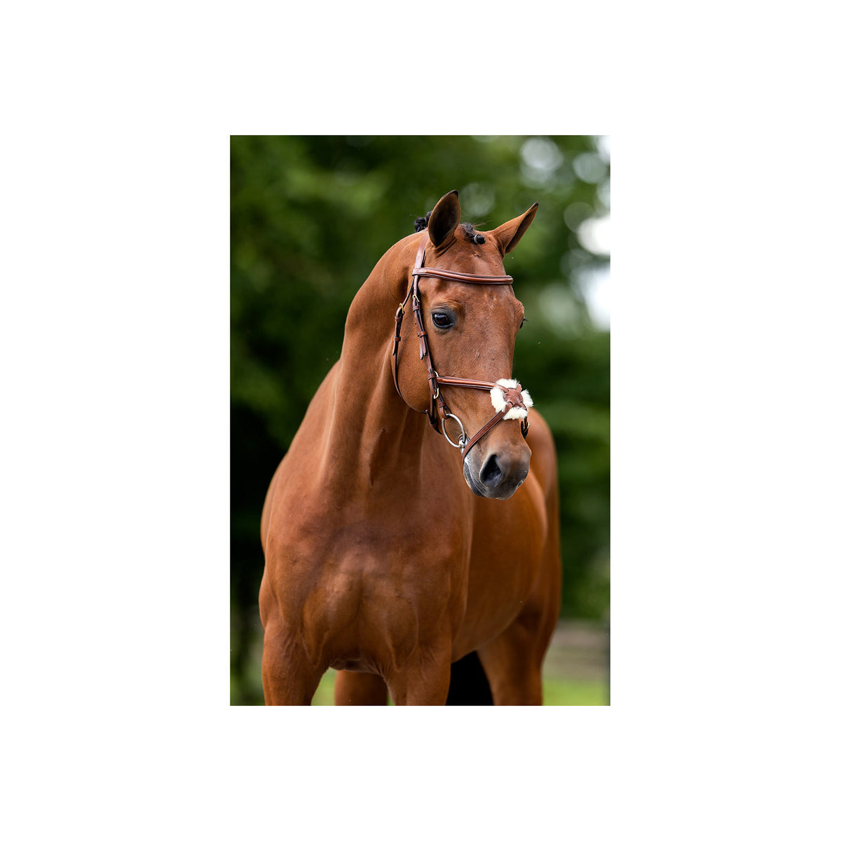 BR Grackle Bridle Grantham