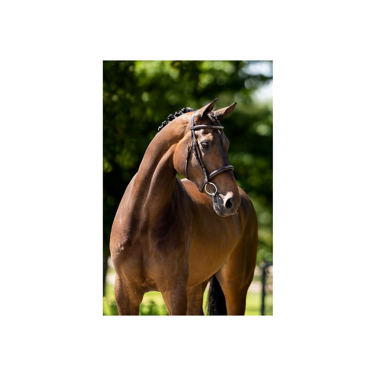 BR Hunter Bridle Oxford