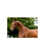 BR Hunter Bridle Oxford