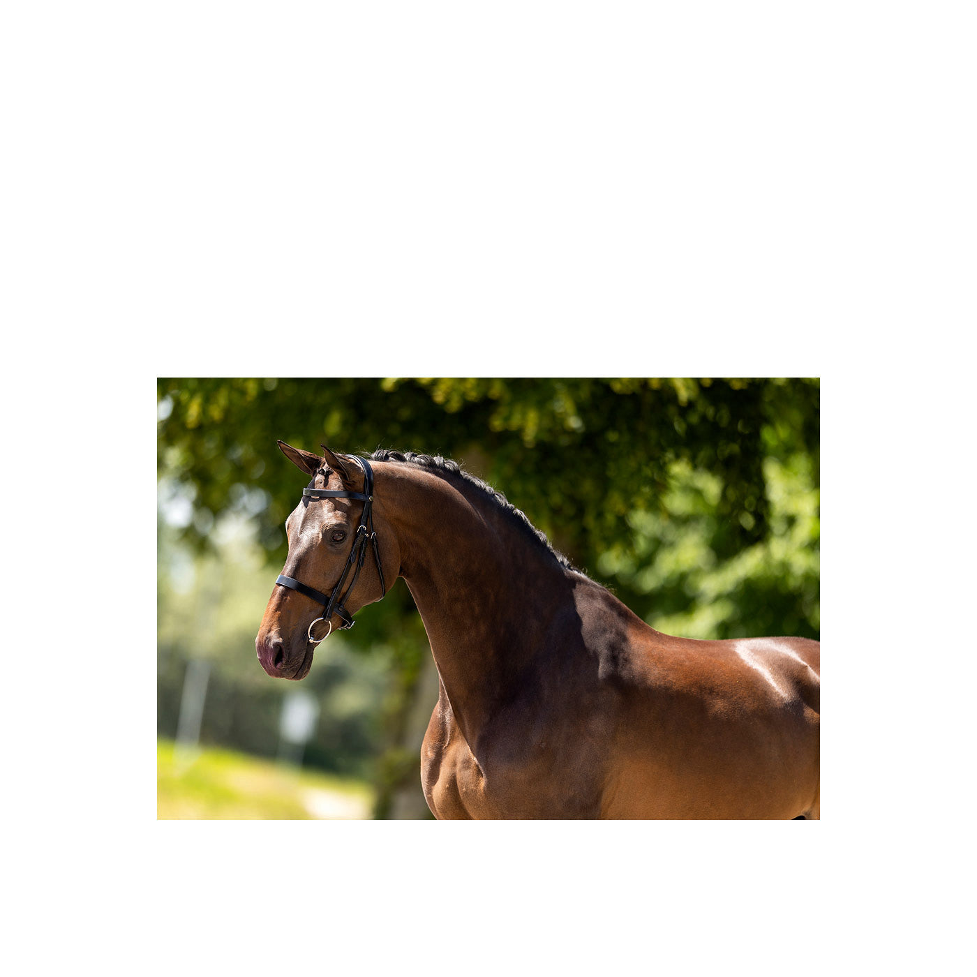 BR Hunter Bridle Kempston