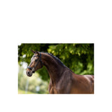 BR Bridle Lydney
