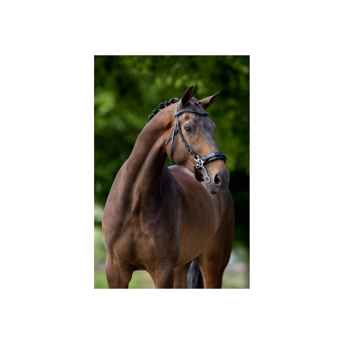 BR Bridle Lydney