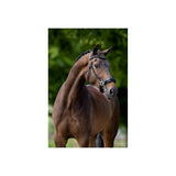 BR Bridle Lydney