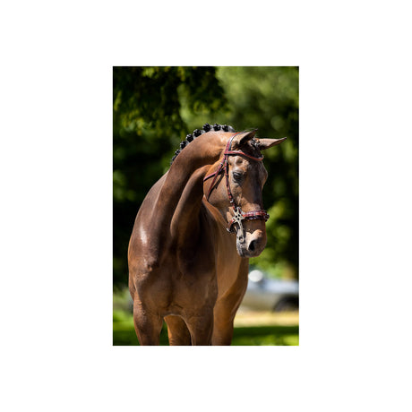 BR Bridle Lydney