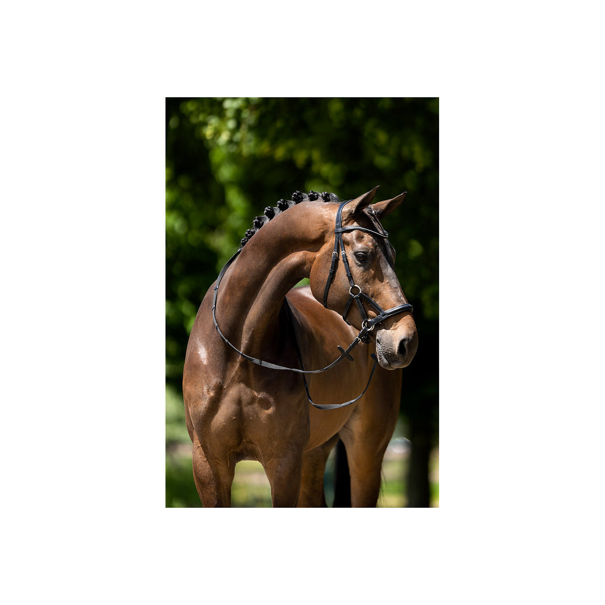 BR Bridle Lewes Side and Pull