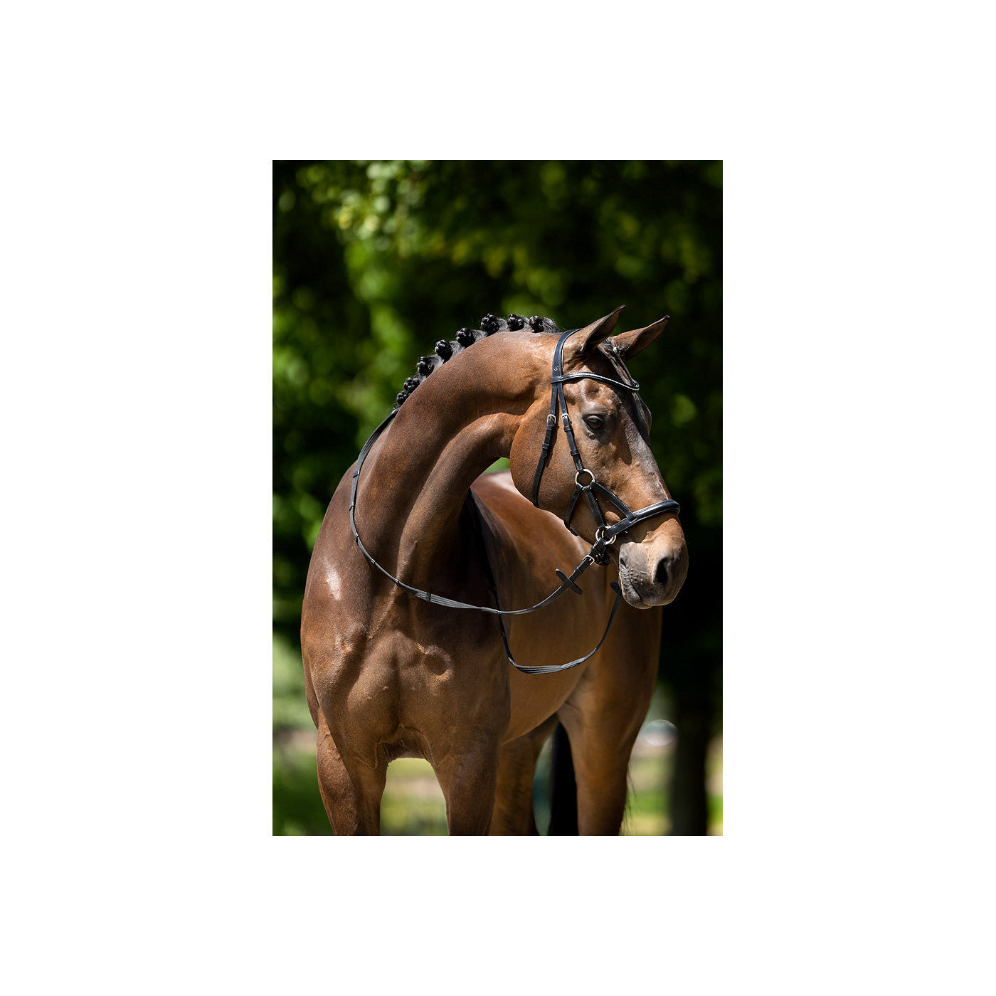 BR Bridle Lewes Side and Pull