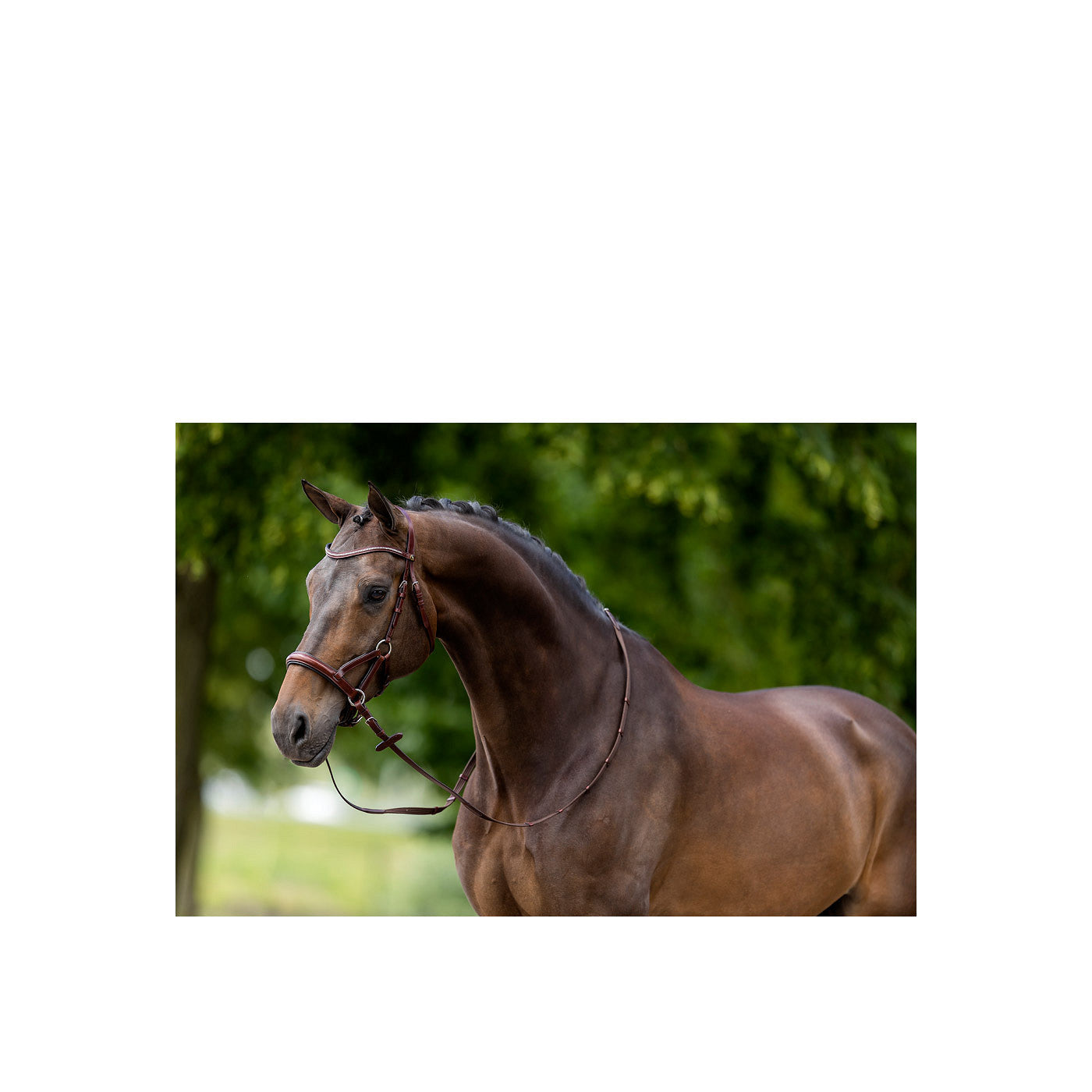 BR Bridle Lewes Side and Pull