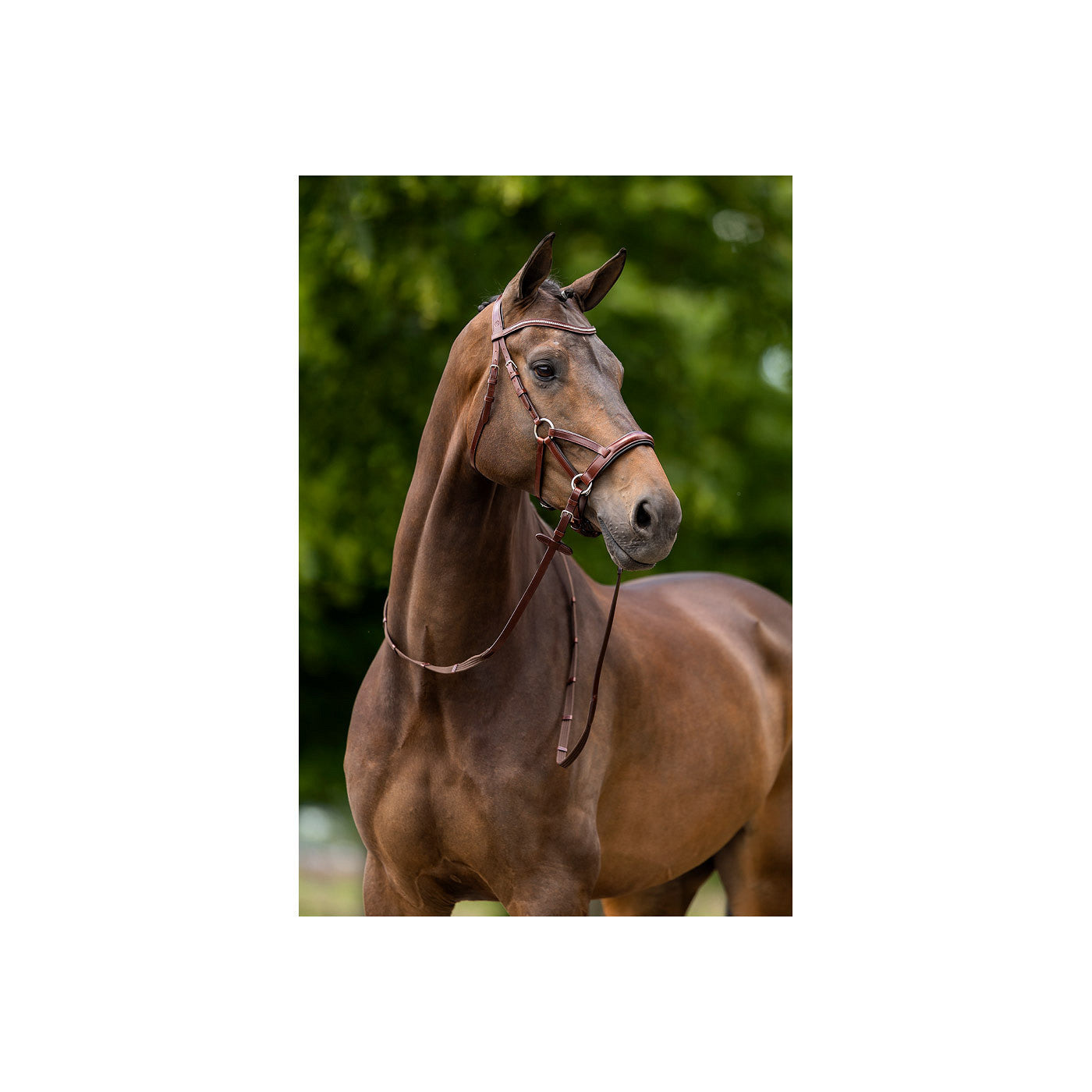 BR Bridle Lewes Side and Pull