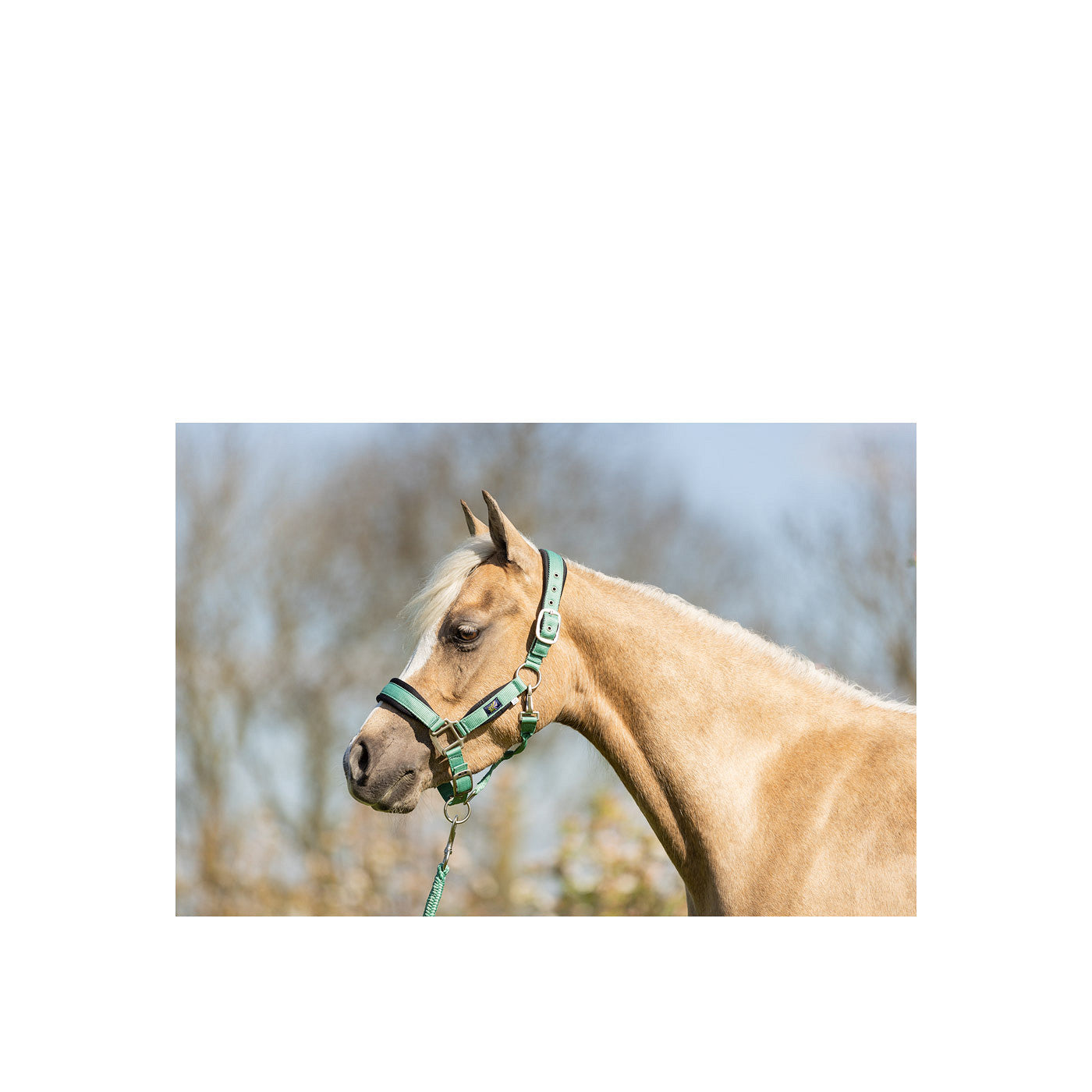 BR Mini-Horse Halter with Lead