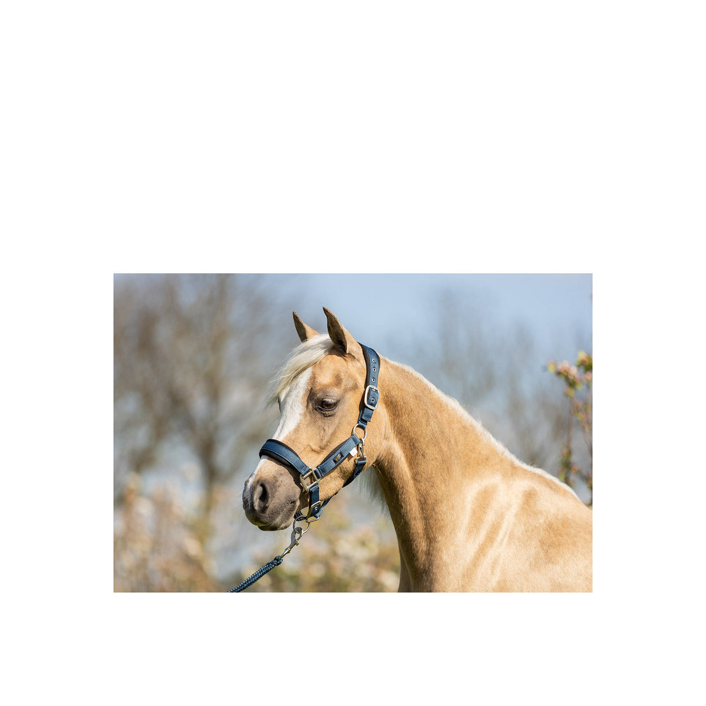 BR Mini-Horse Halter with Lead