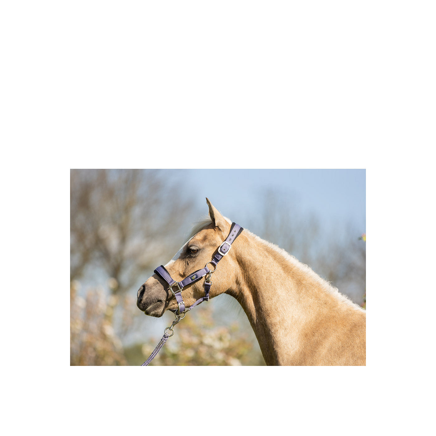 BR Mini-Horse Halter with Lead