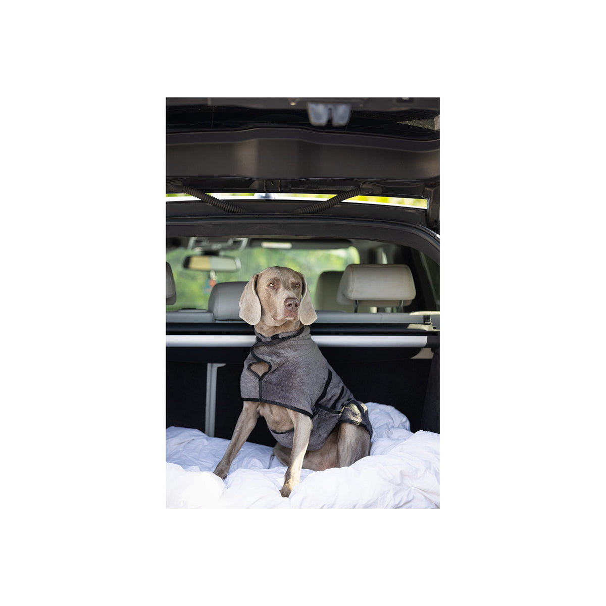 BR Bathrobe for Dogs