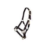 BR Halter Foal